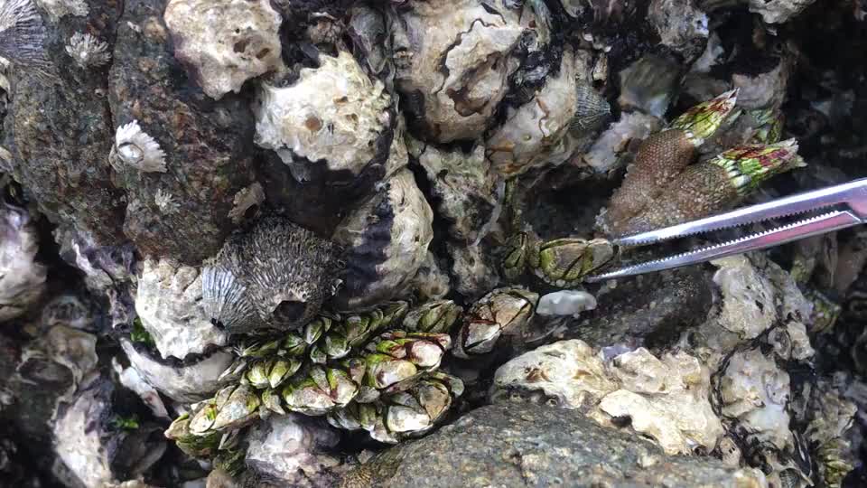 这一窝佛手螺够大够肥,闲牛慢慢一个一个拔出来好激动,有口福了