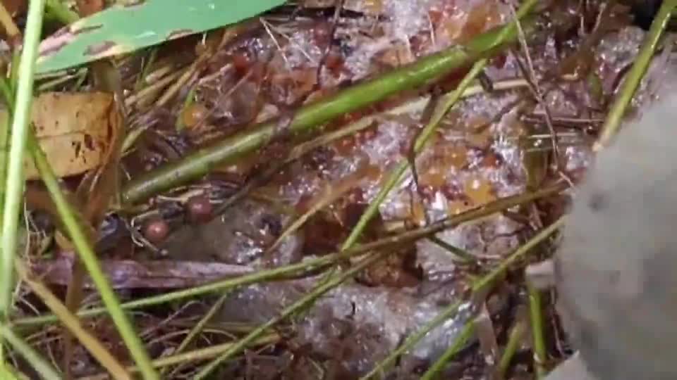 灌木丛中发现一窝鳝鱼卵据说600元一斤