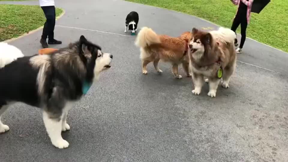 俩只阿拉斯加吵架柯基小短腿又怂又好奇