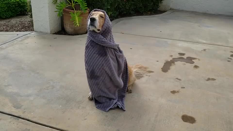 狗狗对浴巾情有独钟,非要裹着浴巾晒太阳,主人差点笑喷