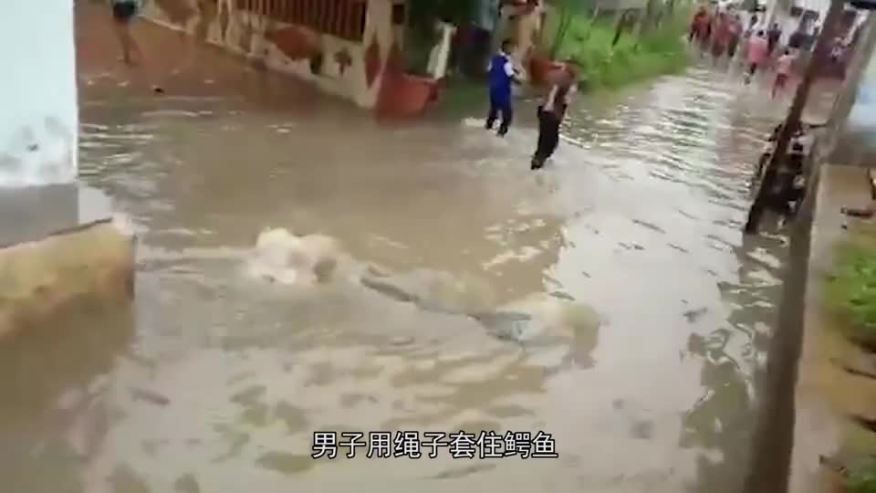 洪水过后 ，男子发现水中有“黑影”游动，看清后吓得转身就跑