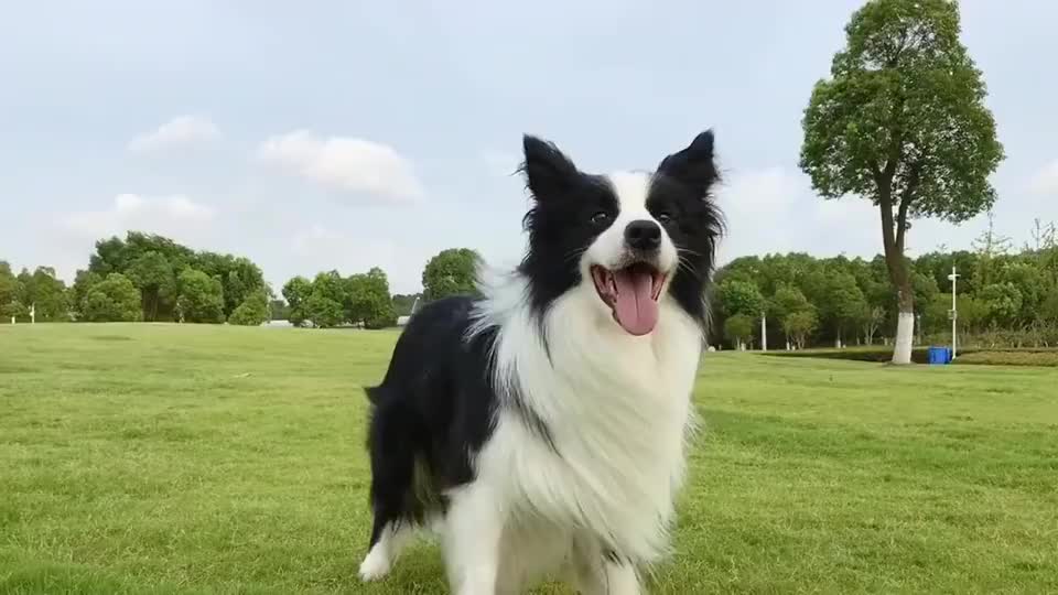 边牧今天也是个飘逸的小王子!