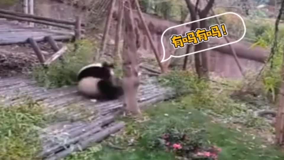 看，熊猫掉下树后，开始苦练武功