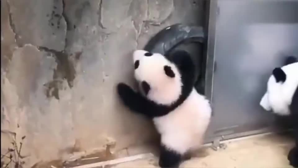 小熊猫：你以为这货在玩耍不，你错了