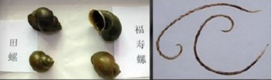 生吃这些食物会感染寄生虫 一定要牢记 财经头条