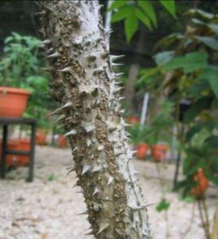 楤木是一种什么样植物,有何用途