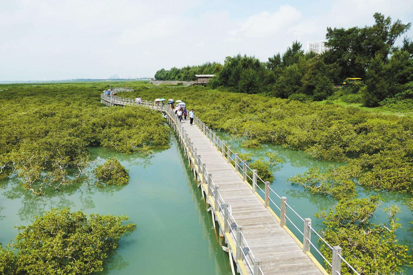 游览金海湾红树林,风光旖旎,红林碧波,还能感受赶海的