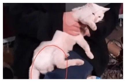 《当家主母》报案,再晒猫咪现状视频,网友质疑公猫下崽科学奇迹休闲区蓝鸢梦想 - Www.slyday.coM 《当家主母》报案,再晒猫咪现状视频,网友质疑公猫下崽科学奇迹休闲区蓝鸢梦想 - Www.slyday.coM