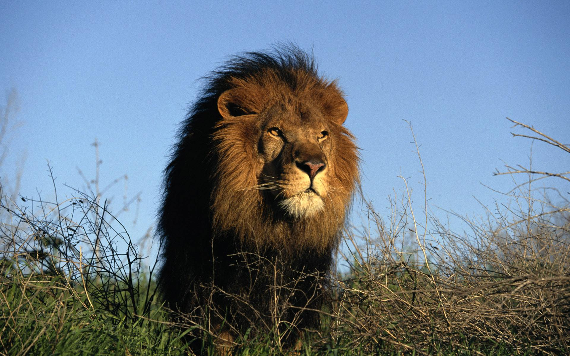 狮子慢慢逼近猎物发现是一只怀孕鬣狗后它的决定让人动容