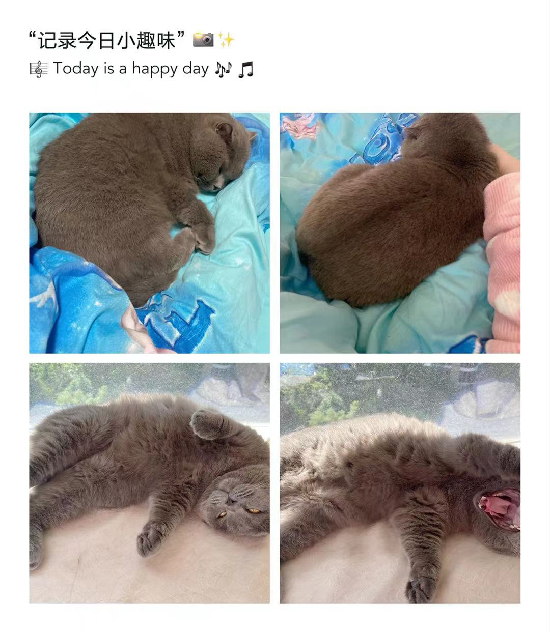 10.17园园日记:第一次给猫剪指甲,带着狗哥看比赛遇到的那点事休闲区蓝鸢梦想 - Www.slyday.coM 10.17园园日记:第一次给猫剪指甲,带着狗哥看比赛遇到的那点事休闲区蓝鸢梦想 - Www.slyday.coM