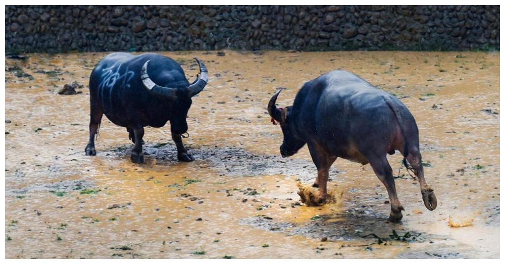 曹丕见两牛打架,让曹植作诗一首,却不允许出现牛,结果流传千年
