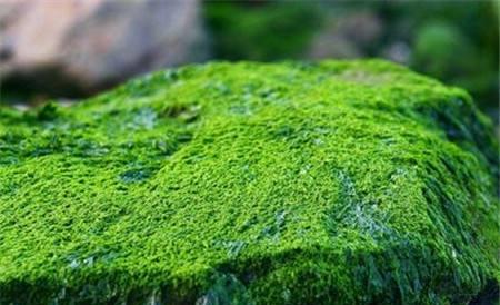 苔藓植物长不高是因为什么呢?