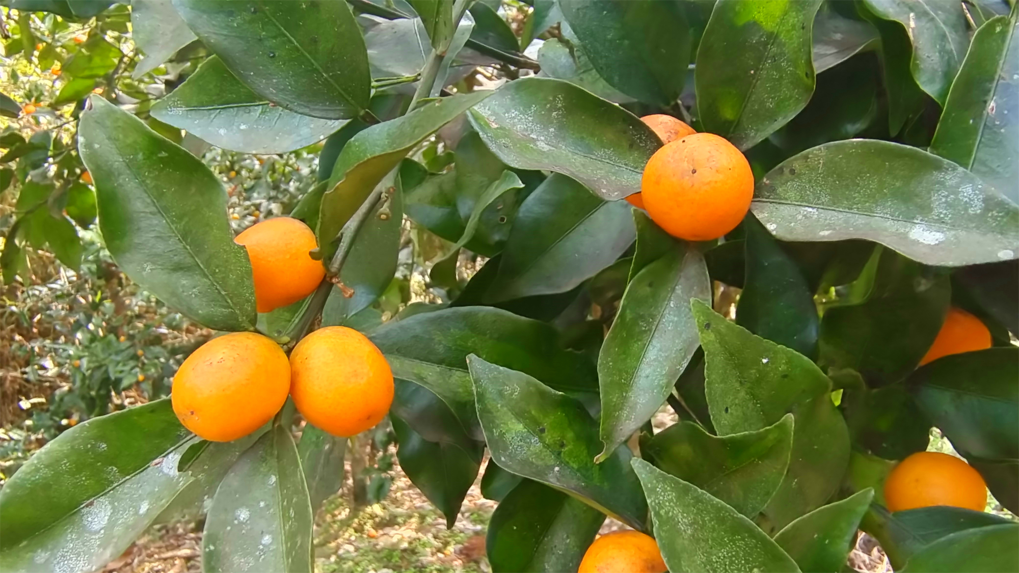 美味吉安:井冈山金桔