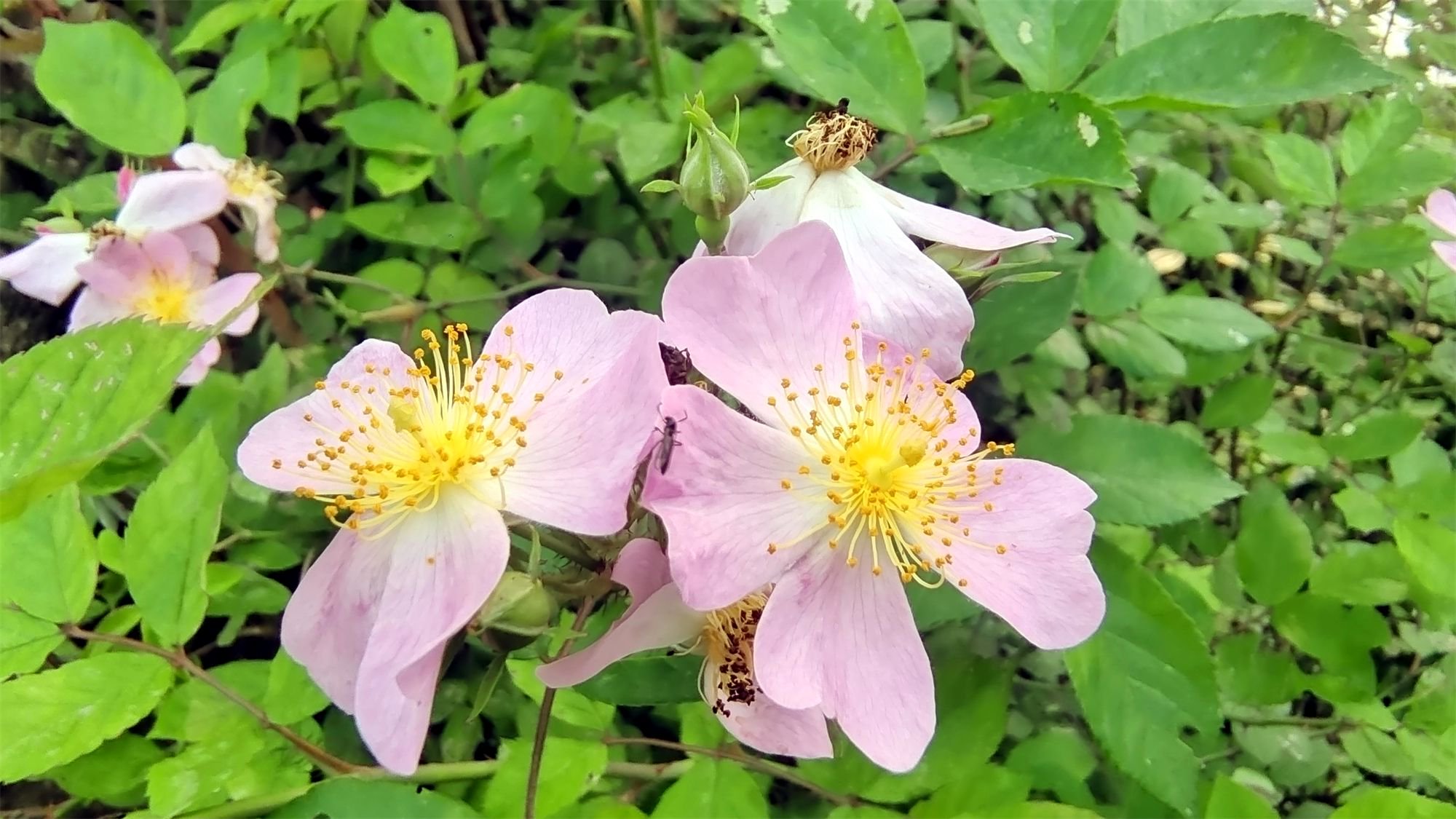 春满庐陵：粉团蔷薇花开 芳香迷人