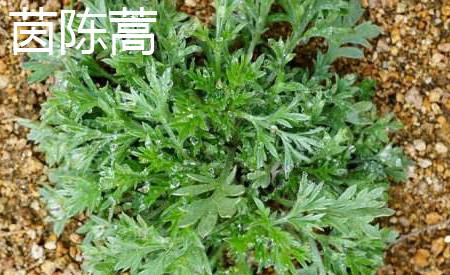4月发文茵陈蒿和白蒿应该如何区别