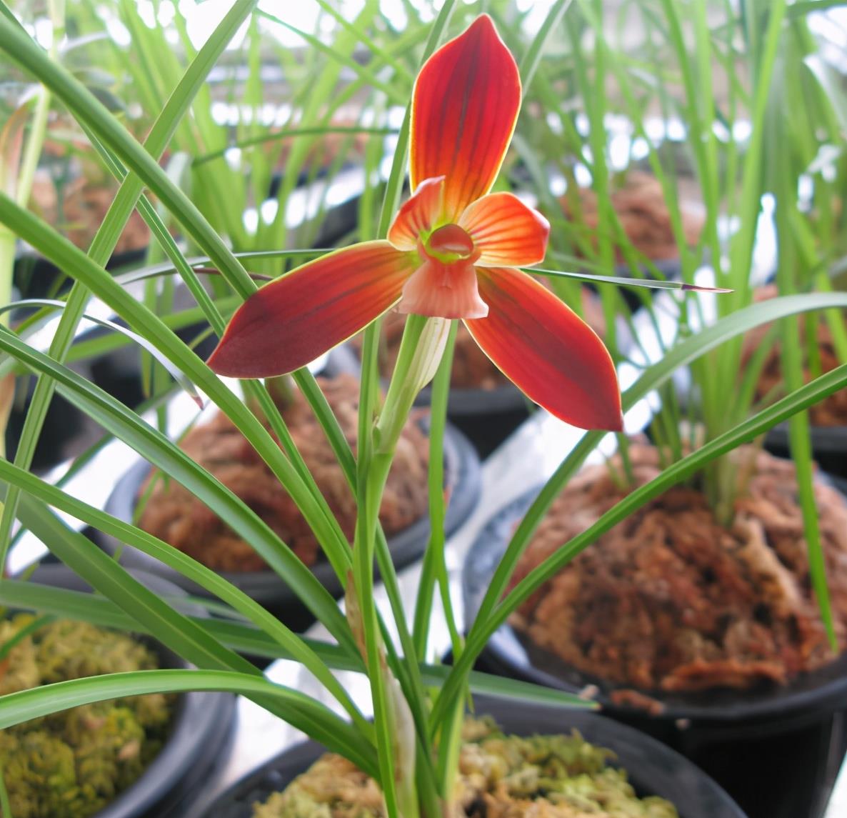 豆瓣兰名品"红河红",花色正红,曾多次获奖,花迷抢着买|红河|兰花|花色