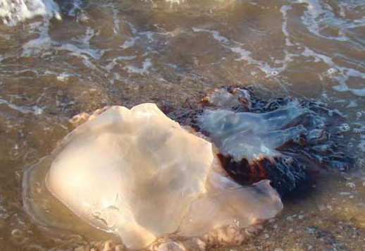 吃海蜇时吃的都是皮和头海蜇的身子去哪了能吃吗