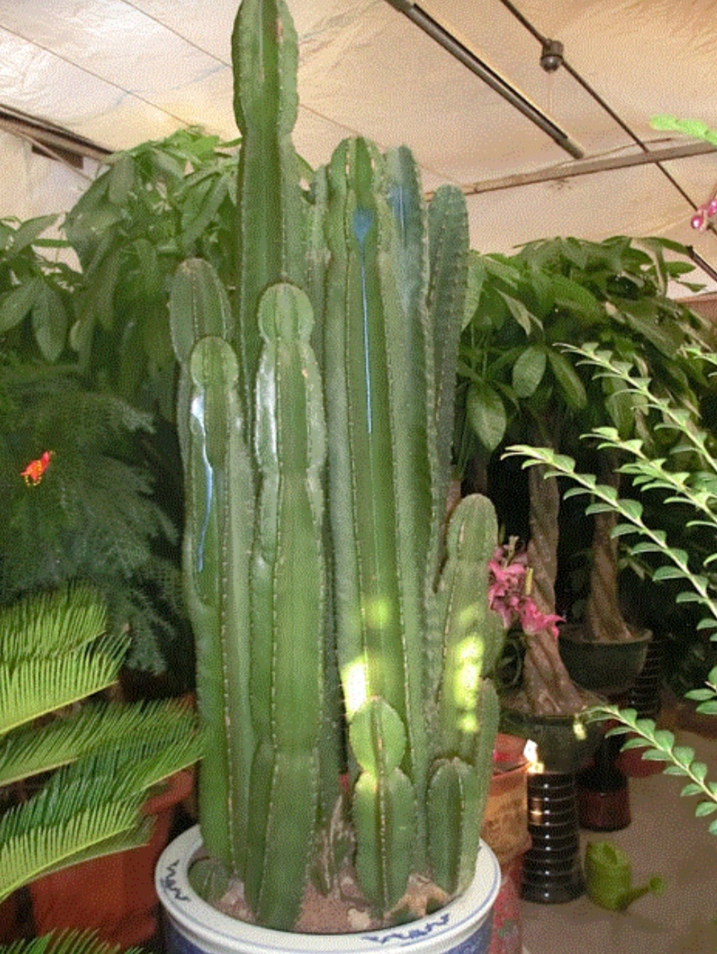 1种仙人掌科植物株形高大挺拔养在家里威武又霸气