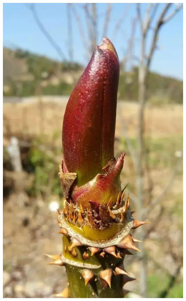 小时候在农村吃的那些野菜你记得几种都吃过吗