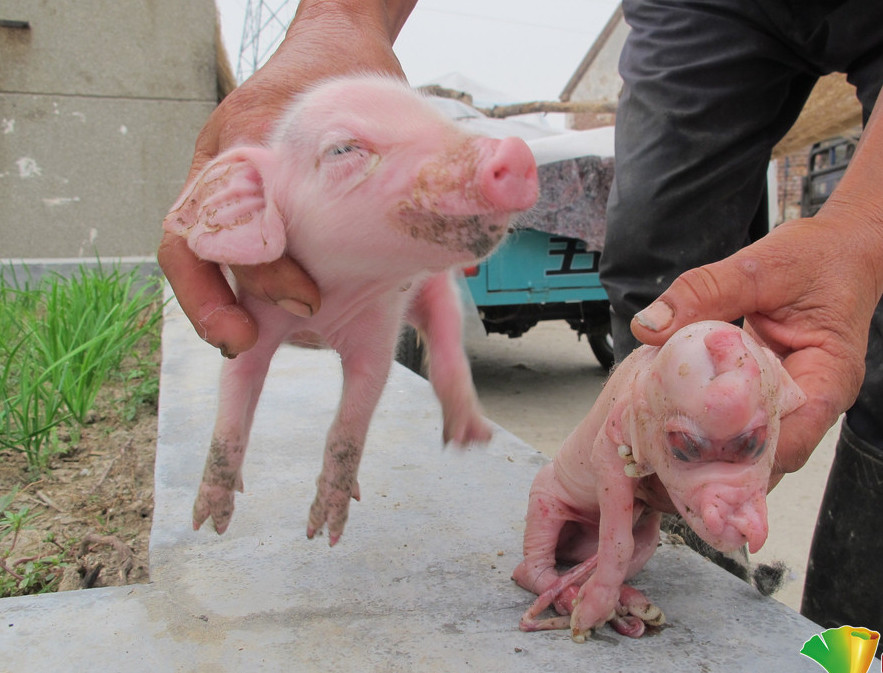 男子半夜被母猪的惨叫声惊醒,看到这一幕又惊又喜