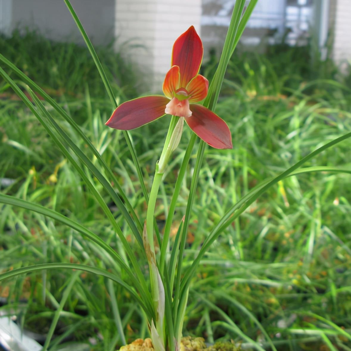 豆瓣兰名品红河红花色正红曾多次获奖花迷抢着买