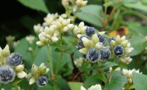 农村一种草果,长得像"黑炭",有人不当回事,广东老厨却钟爱它