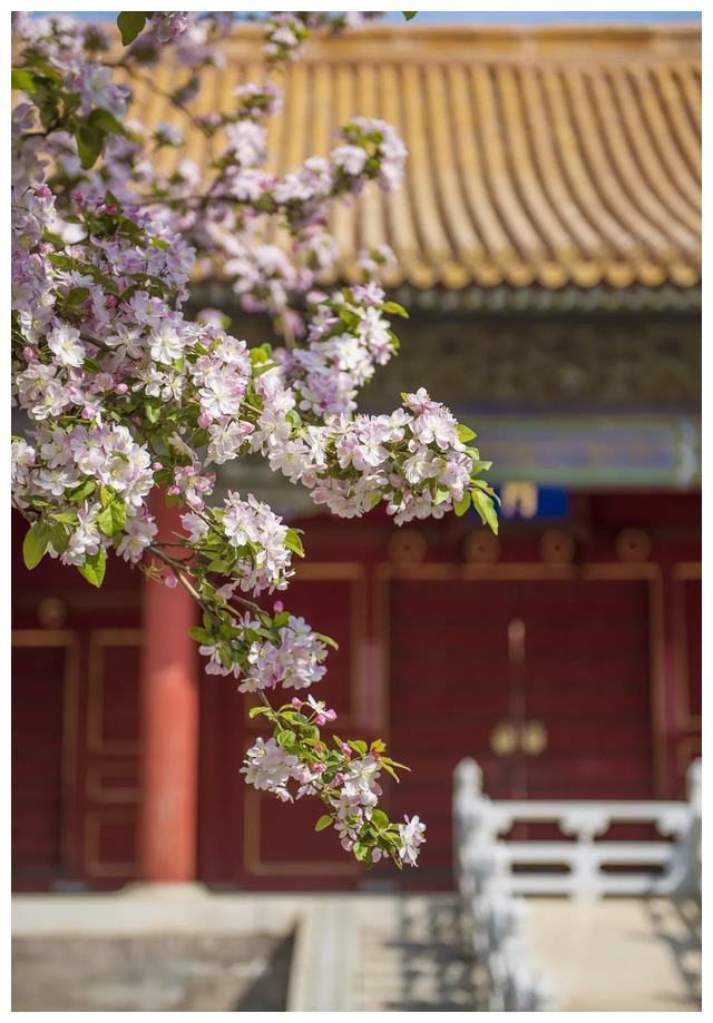 故宫草木志 在故宫的芳菲花路上相遇 故宫草木志 在故宫的芳菲花路上相遇