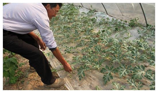 西瓜整枝居然有这么门道,学起来,分分钟变成资深瓜农!