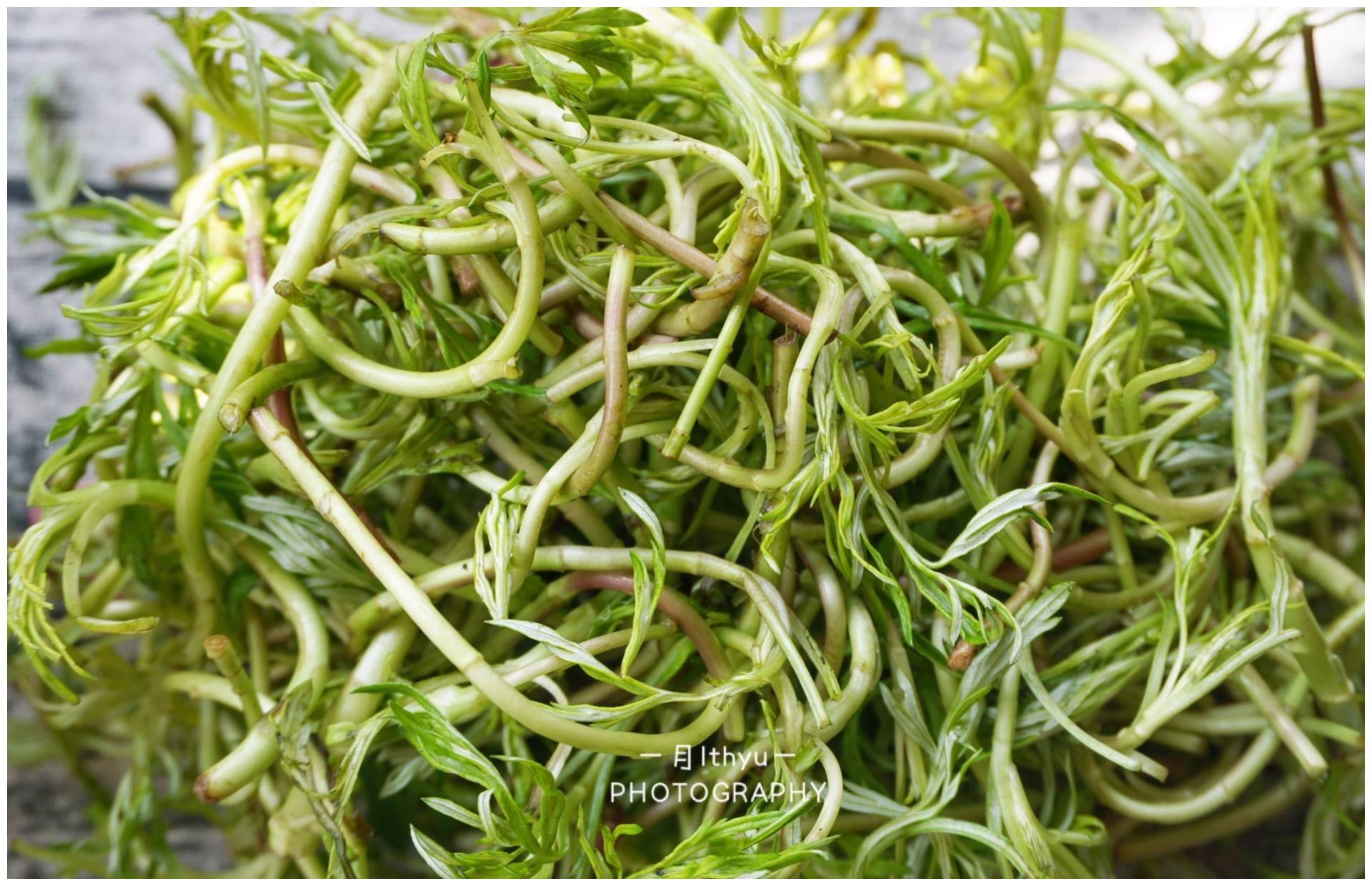 在皖北有种野菜叫蒿苔子拿来炒肉丝全家人抢着吃