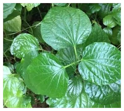 农村常见的蛤蒌叶(假蒌叶),是广东炒田螺必备调料,香味独特