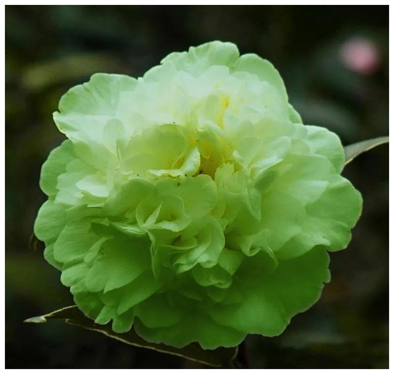 花朵具有药用价值,单瓣里颜色较为特别,属于我国珍稀山茶,爱好者建议