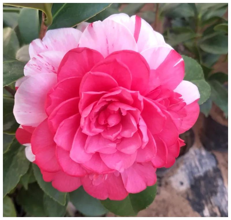 花期长好养护的茶花,这14个经典品种,真的美极了|茶花|花瓣|花色_新浪