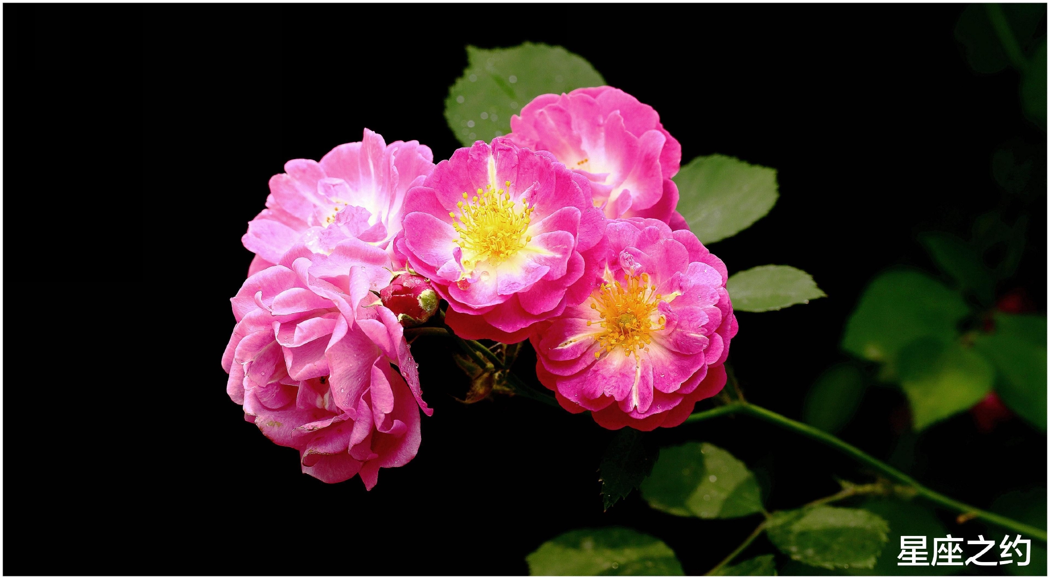 8月9日 15日爱情运势 情真意切 牵肠挂肚 倾心无悔的四大星座 运势 星座 伴侣 新浪新闻