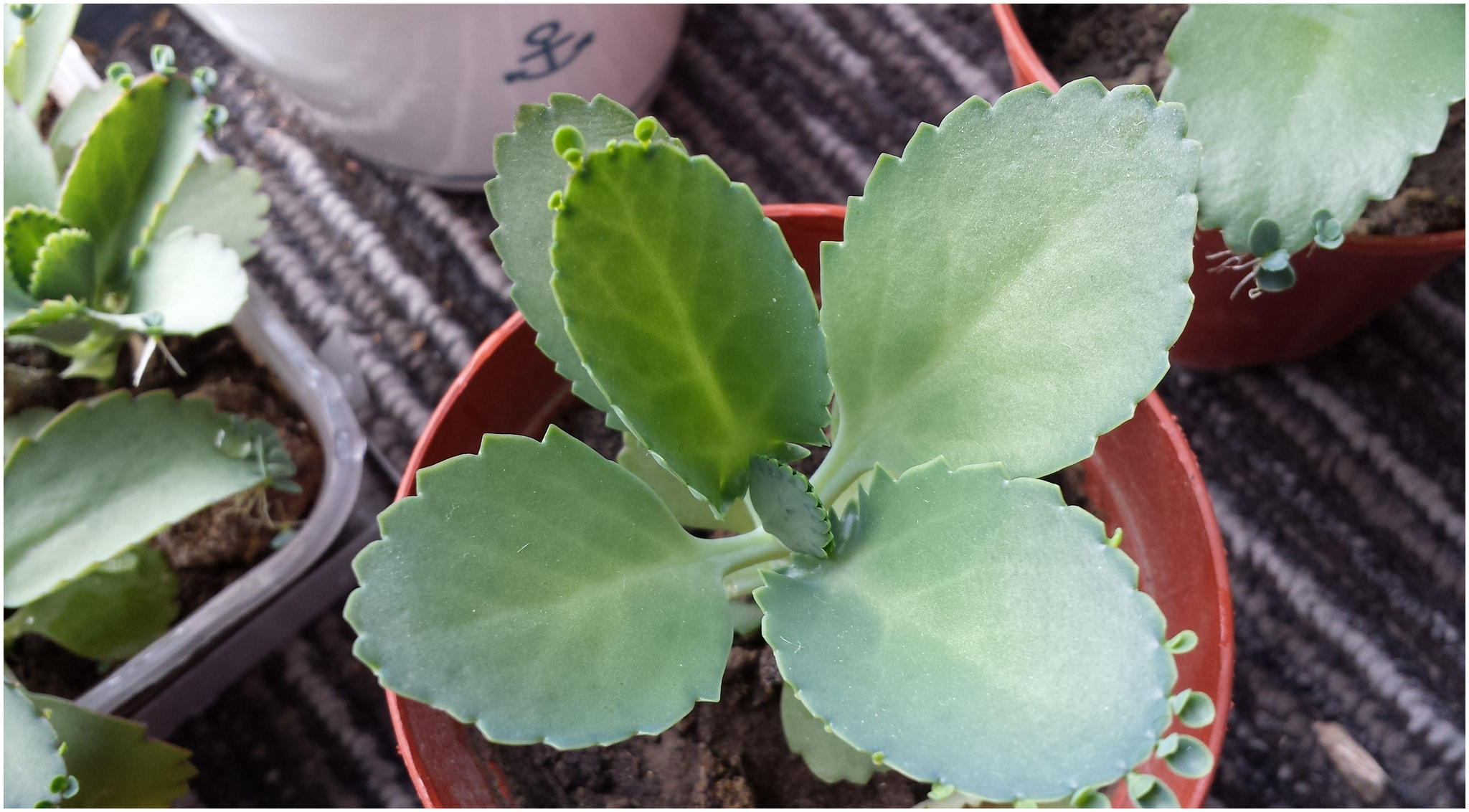 落地生根怎么养长得好,注意4点落地生根越养越旺盛