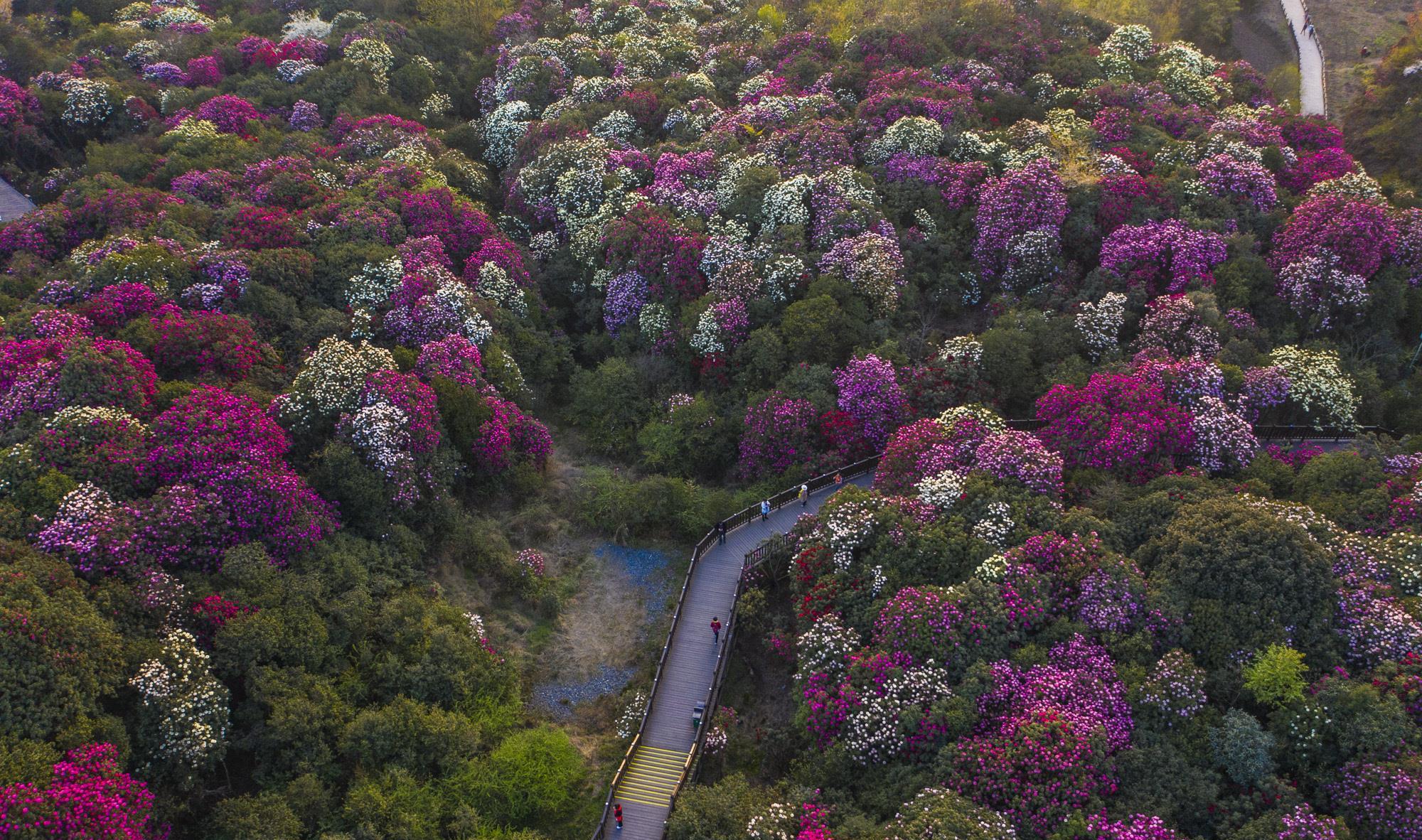 太美!毕节百里杜鹃花盛开,"世界最大天然花园"到了最佳观赏期