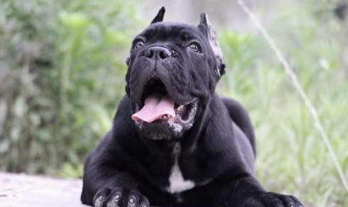 卡斯罗犬怎么训练?松是害,打是爱,不打不骂是祸害!