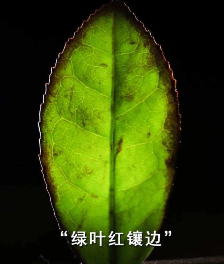 梅占乌龙标准--绿叶红镶边茶叶经过摇青和发酵这个环节之后,香气会