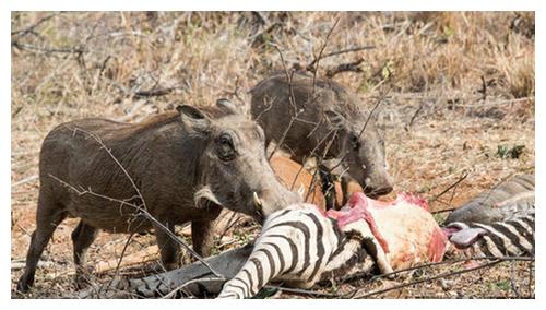 这就是疣猪猎杀羚羊的场景一边的胡狼吓傻了连猪都这么残忍吗