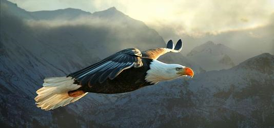 我渴望飞翔,如鹰一般展翅万里