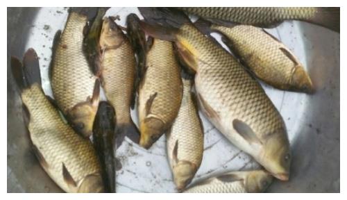 和鱼的个体大小决定,小得多就选择短尾,吃铅量小的,大鱼多就选择长尾