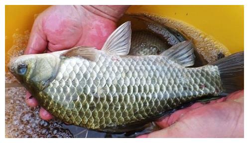 拿住野钓鲫鱼的几个先天前提,爆护就是板上钉钉的事!