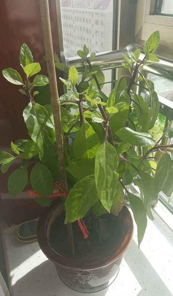 2,清热解毒金鸡毛草是一种中草药植物,因此,使用前要先知道它的属性.