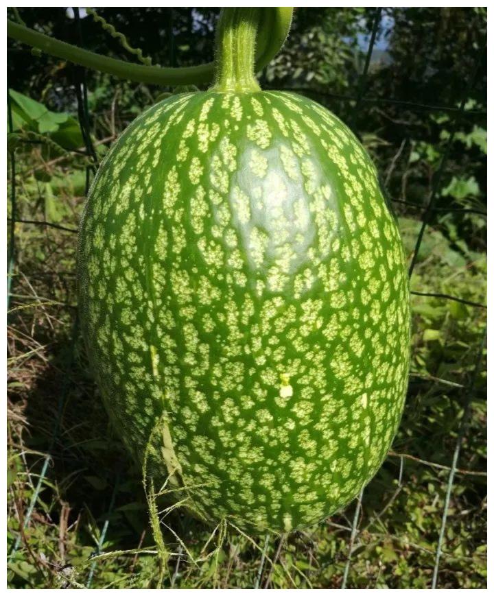 小时候在农村吃的那些野菜 你记得几种 都吃过吗 财经头条 小时候在农村吃的那些野菜 你记得几种 都吃过吗 财经头条