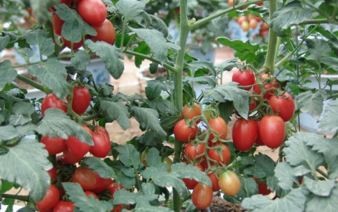 千禧樱桃番茄鲜红艳丽风味甜美种植简单易操作南北方均可种