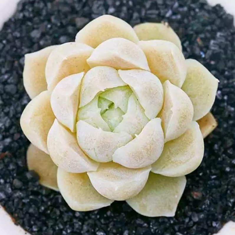 月影|青菜|白月_新浪新闻