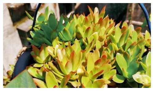 为什么喜欢多肉植物的原因 为什么喜欢多肉植物的原因