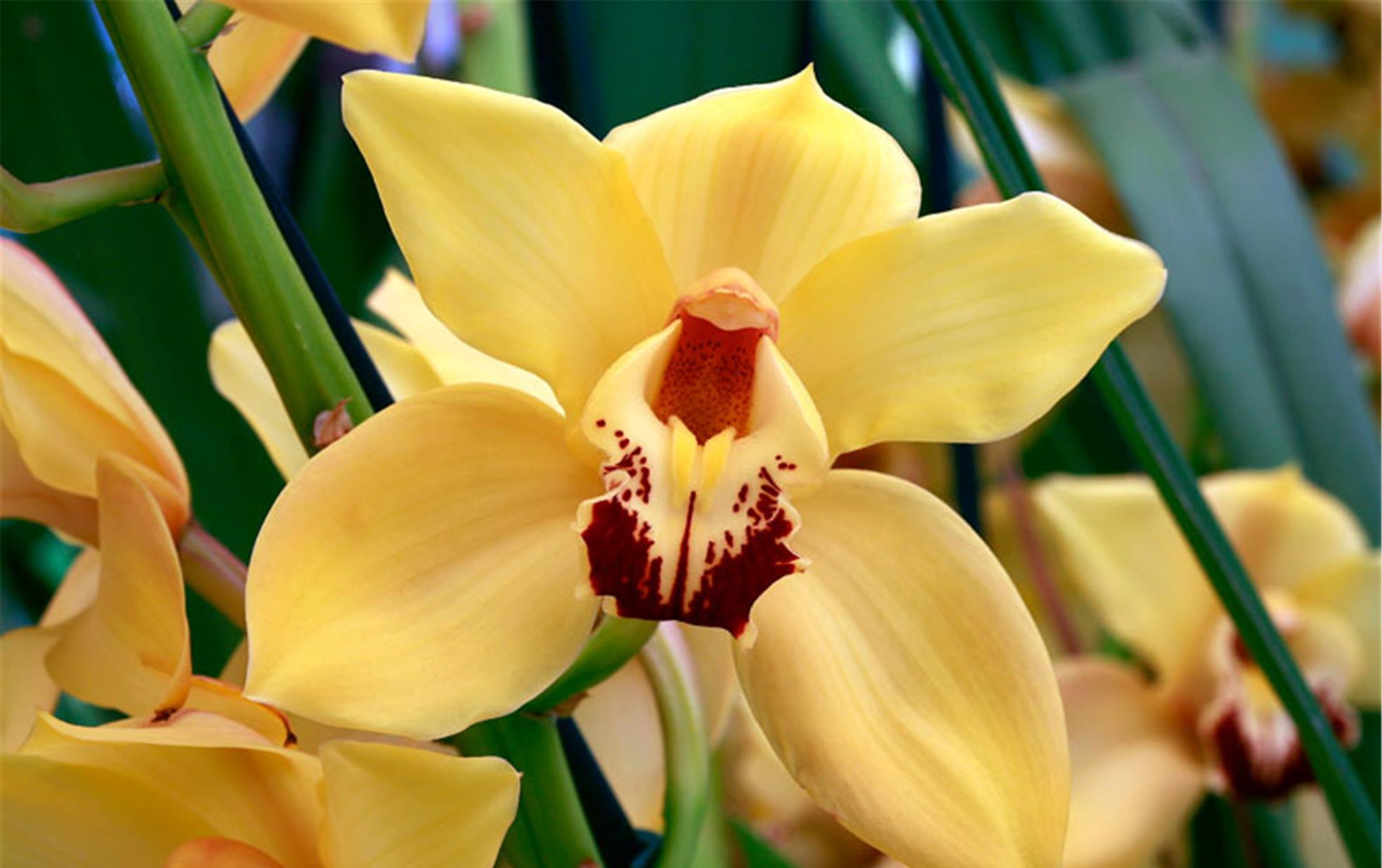 兰花怎么养注意这5点养出清新脱俗纯洁高雅的空谷幽兰