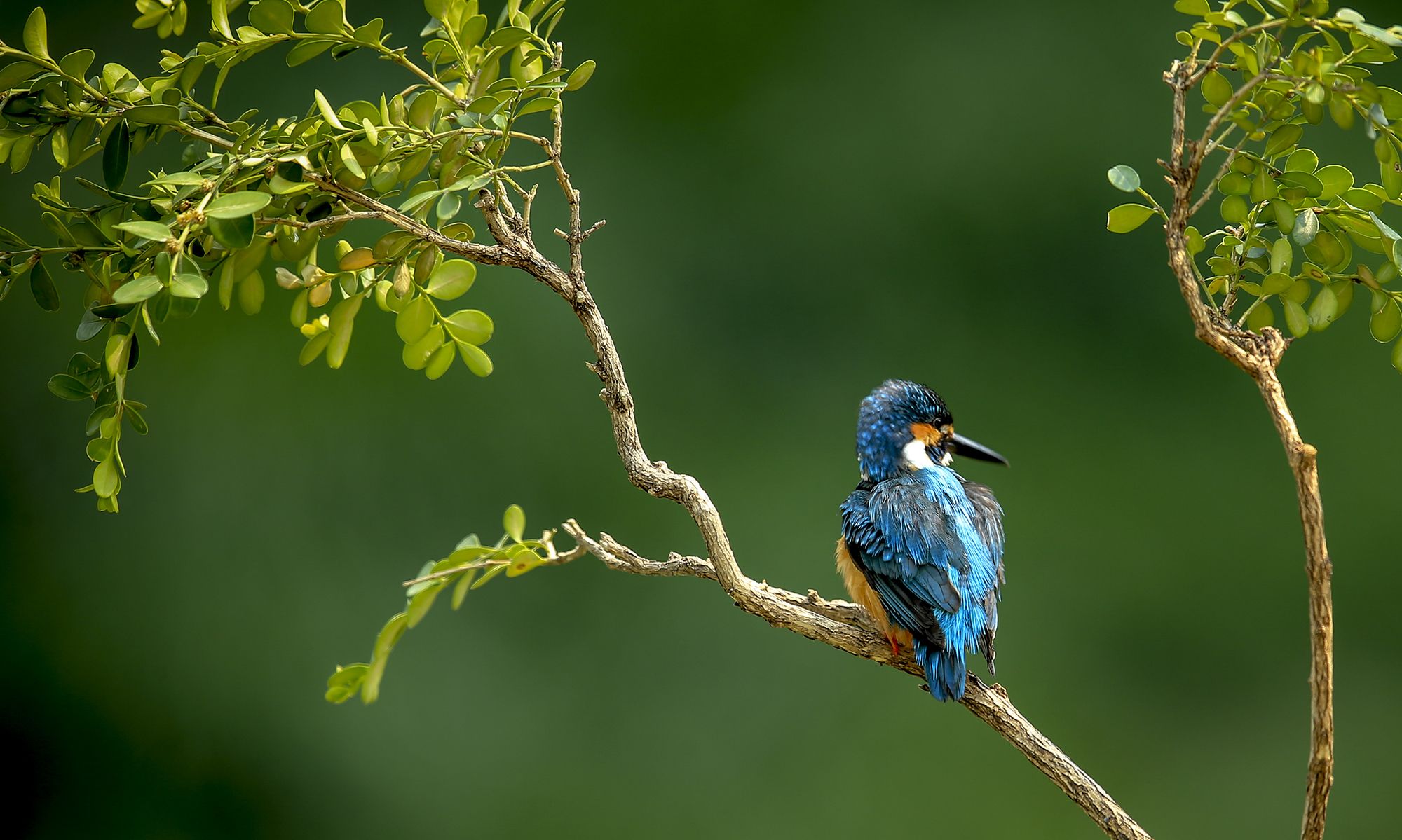 6/ 6,背上,尾巴上的羽毛在某种角度的光线照射下,会发出翠绿色的光芒.