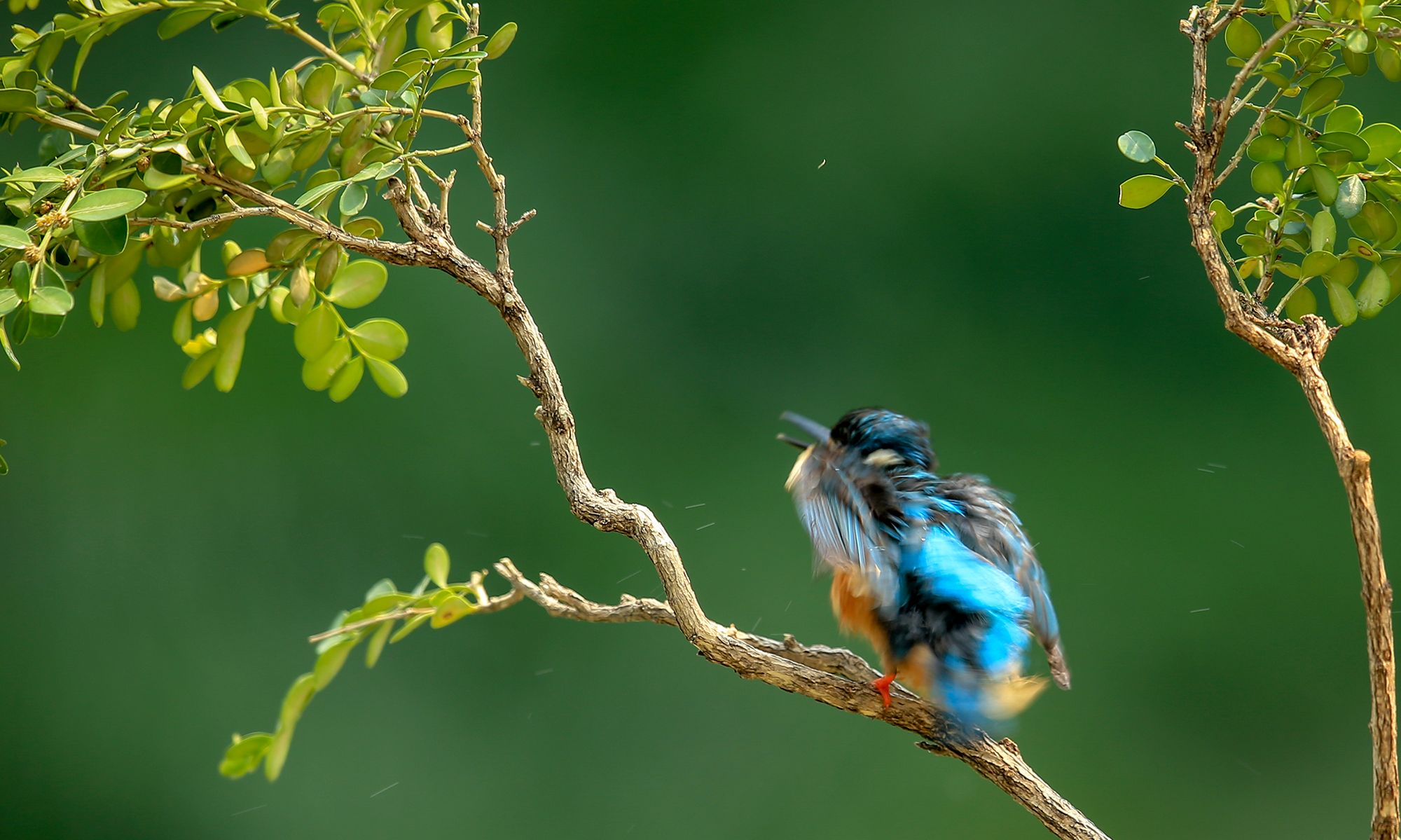 颜色鲜艳,小巧玲珑,叫声清脆的小鸟—翠鸟