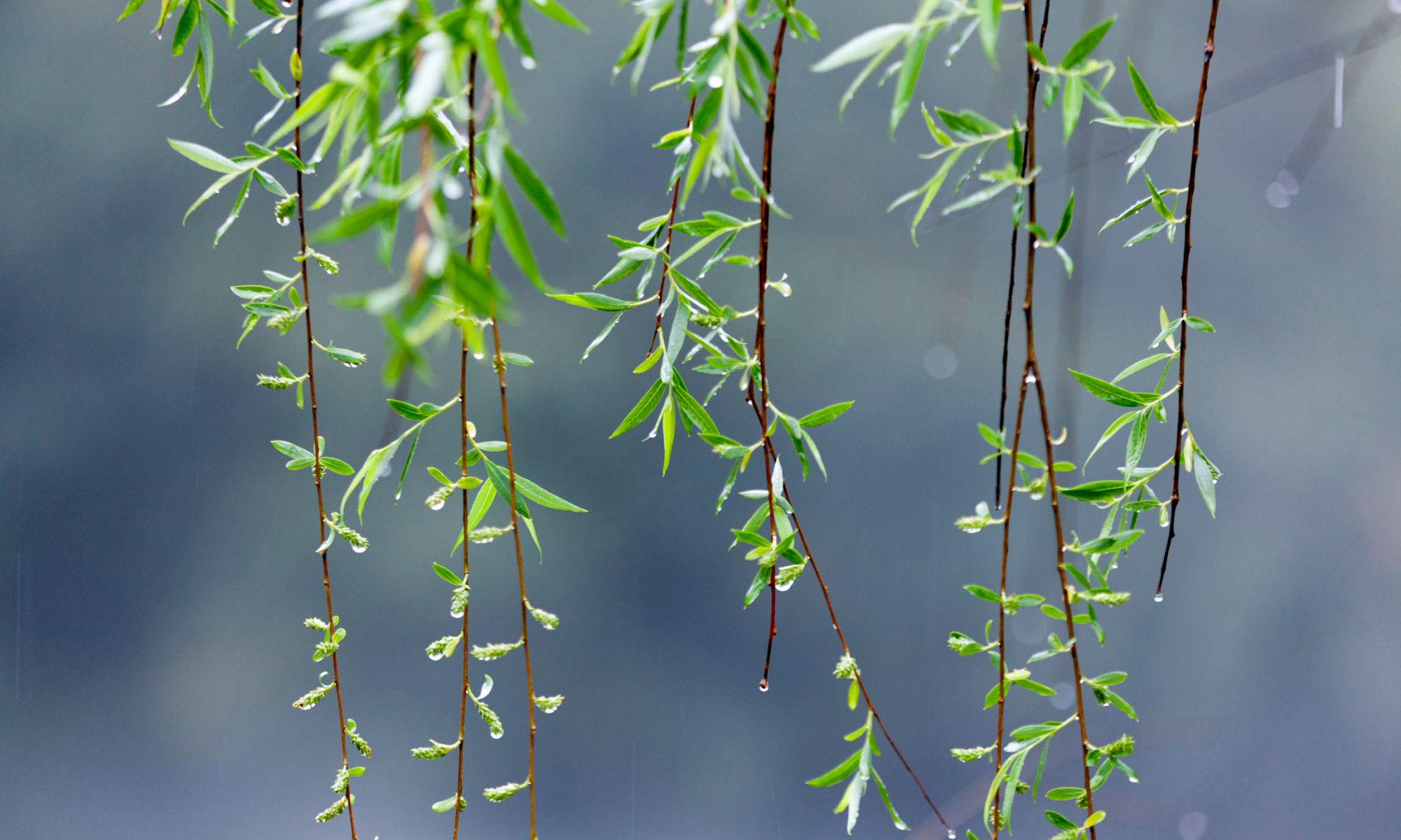 春雨细如尘,楼外柳丝黄湿.——宋代:朱敦儒